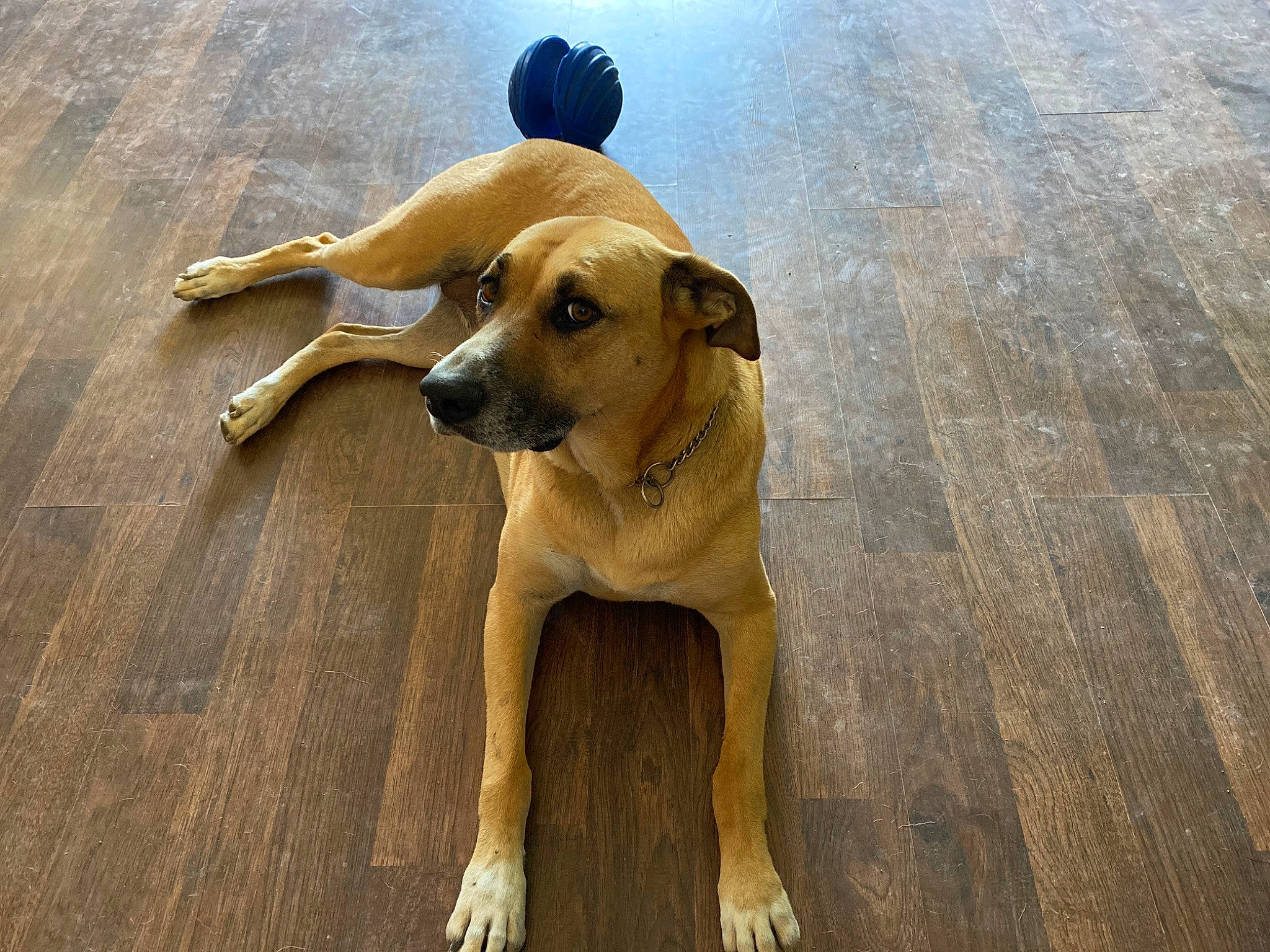 Gemma is registered to the contest to win money with this photo: black_mouth_cur, broholmer, canidae, carnivore, companion_dog, dog, dog_breed, fawn, floor, guard_dog, mammal, mountain_cur, pariah_dog, potcake_dog, rare_breed_dog, rhodesian_ridgeback, snout, sporting_group, street_dog