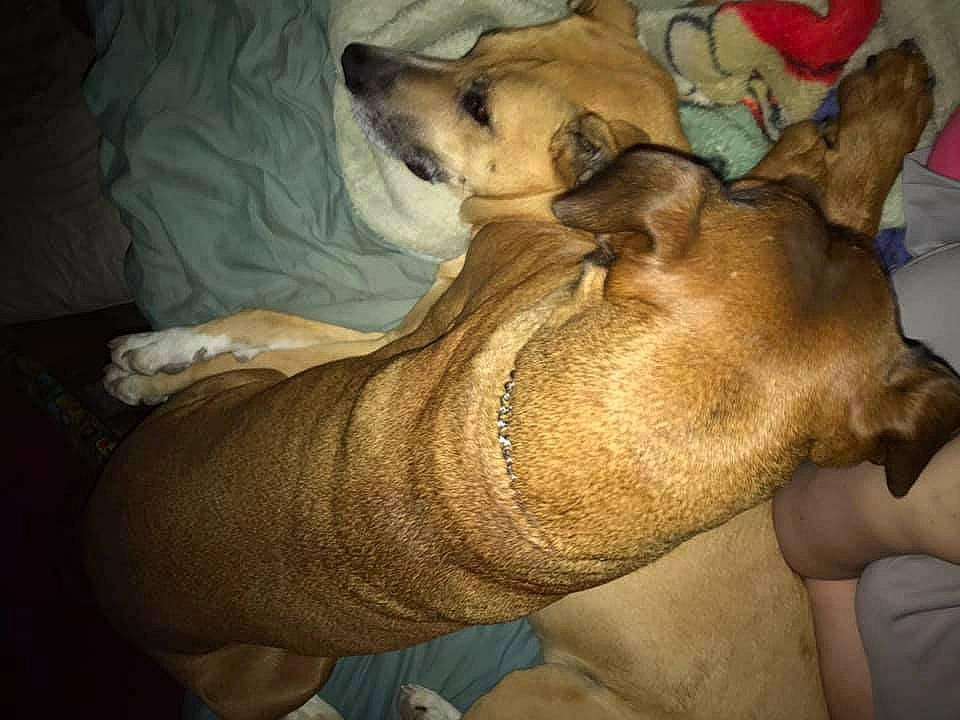 Harley is registered to the contest to win money with this photo: aspin, black_mouth_cur, canidae, carnivore, dog, dog_breed, fawn, mammal, snout, vertebrate