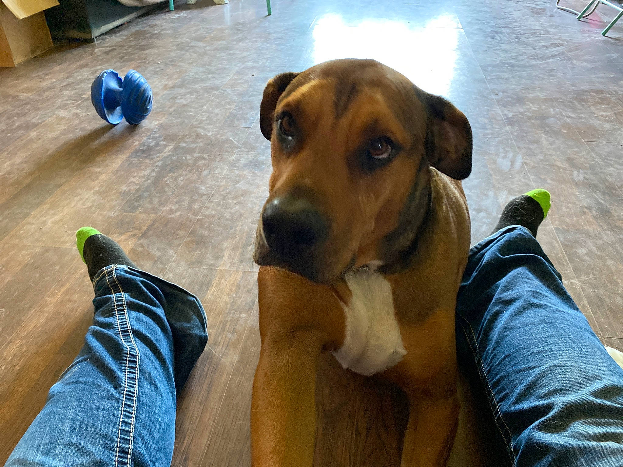 Harley joined the competition — help win amazing prizes! black_mouth_cur, canidae, carnivore, dog, dog_breed, fawn, great_dane, guard_dog, hound, mammal, mountain_cur, non_sporting_group, potcake_dog, rhodesian_ridgeback, snout, sporting_group, vertebrate, working_dog