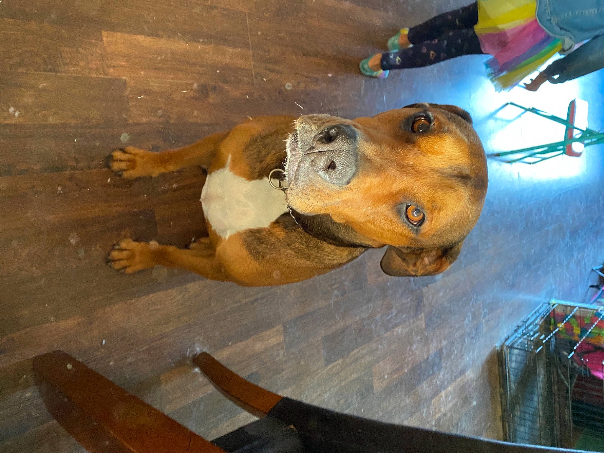 Harley joined the competition — help win amazing prizes! basket, canidae, carnivore, companion_dog, coonhound, dog, dog_breed, fawn, hound, liver, scent_hound, snout, sporting_group, tan, varnish, wood_stain, working_animal, working_dog