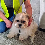 Boogie Boy joined the competition — help win amazing prizes! carpet, casual, dog, domestic, fluffy, furniture, glasses, gray_shirt, holding, home, indoor, kneeling, looking_down, person, pet, short_hair, small_dog, vacuum_cleaner, white_dog, yellow_safety_vest