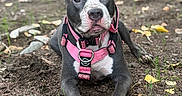 Nala participe au concours pour gagner de l'argent avec cette photo : dog, pit_bull, canine, pet, animal, portrait, sitting, outdoor, park, garden, pink_harness, black_and_white, short_hair, floppy_ears, brown_eyes, white_chest, paws, dirt, leaves, rocks