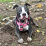 dog, pit_bull, canine, pet, animal, portrait, sitting, outdoor, park, garden, pink_harness, black_and_white, short_hair, floppy_ears, brown_eyes, white_chest, paws, dirt, leaves, rocks