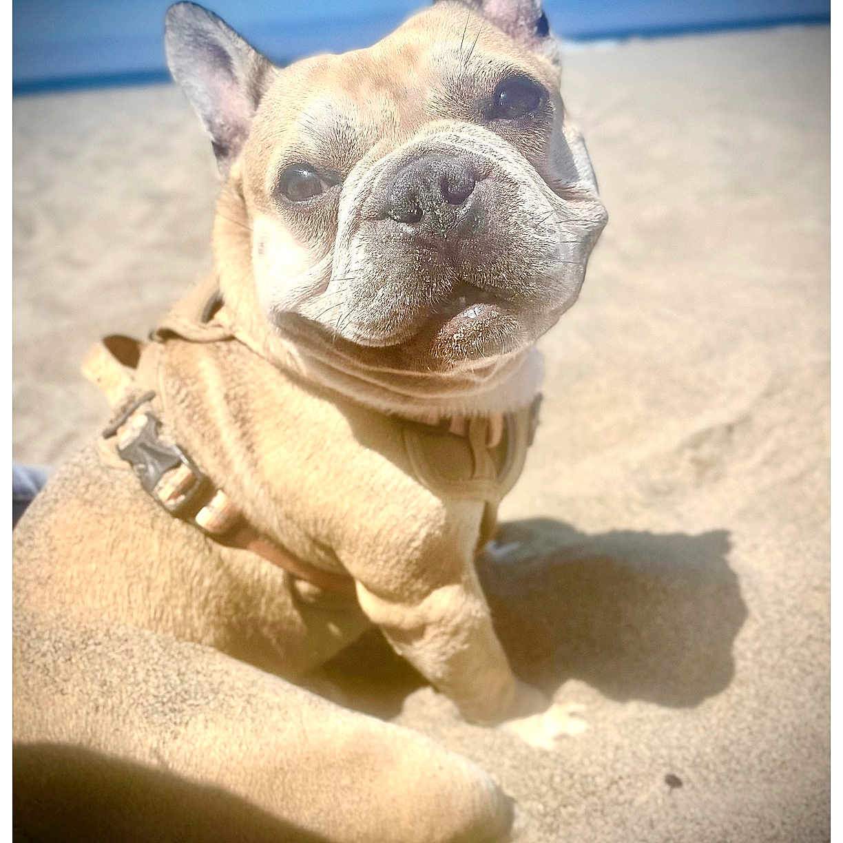 Willis joined the competition — help win amazing prizes! animal, beach, bostonbull, boxer, bulldog, canine, coast, dog, frenchbulldog, nature, outdoors, pet, pitbull, puppy, sand, sea, shoreline, soil, water, whitedog