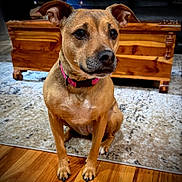 Mazie joined the competition — help win amazing prizes! animal, brown_dog, carpet, collar, companion, cute, dog, domestic, ears_up, floor, furniture, home, indoor, looking_away, pet, pink_collar, rug, sitting, wooden_chest, wooden_floor