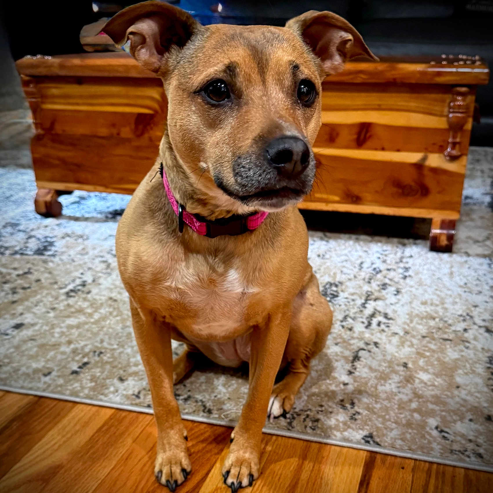 Mazie