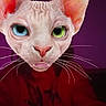 animal_face, artificial, blue_eye, close_up, creative, digital_effect, face_swap, funny, green_eye, hairless_cat, human_body, indoor, mismatched_eyes, odd_expression, person, portrait, purple_background, red_clothing, sphynx_cat_face, whiskers