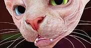 Fluffy is registered to the contest to win money with this photo: animal, blue_eye, cat, close_up, colorful_lights, curious, dark_background, ears, expression, face, feline, green_eye, hairless_cat, heterochromia, indoor, pet, pink_nose, portrait, sphynx, whiskers