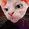 animal, blue_eye, cat, close_up, colorful_lights, curious, dark_background, ears, expression, face, feline, green_eye, hairless_cat, heterochromia, indoor, pet, pink_nose, portrait, sphynx, whiskers