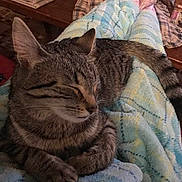 Fluffy joined the competition — help win amazing prizes! blanket, cat, closed_eyes, comfort, cozy, domestic, furniture, home, indoor, lap, newspaper, pajamas, person, pet, plaid, relaxation, resting, sleeping, tabby_cat, table