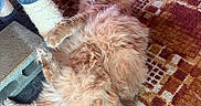 Tater is registered to the contest to win money with this photo: animal, carpet, cat, claw, closeup, cozy, cute, domestic, floor, fluffy, furniture, home, indoor, orange_cat, pet, playful, relaxed, scratching_post, tail, toy_mouse