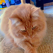 Tater joined the competition — help win amazing prizes! cat, orange_cat, fluffy, pet, animal, indoor, rug, paws, whiskers, fur, relaxed, cute, domestic_cat, mammal, closeup, portrait, feline, crossed_paws, looking_down, home