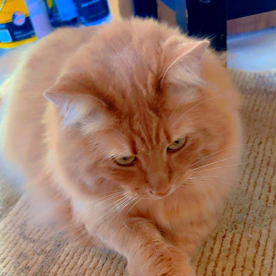 Tater joined the competition — help win amazing prizes! cat, orange_cat, fluffy, pet, animal, indoor, rug, paws, whiskers, fur, relaxed, cute, domestic_cat, mammal, closeup, portrait, feline, crossed_paws, looking_down, home