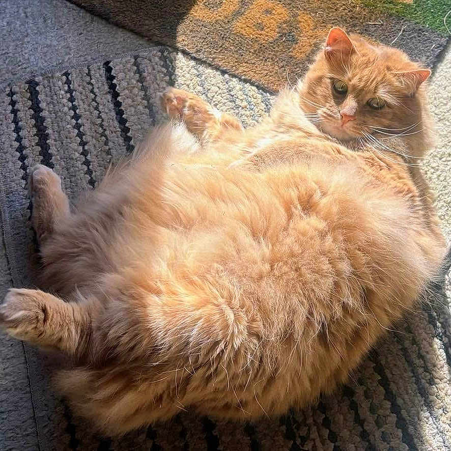 Tater
