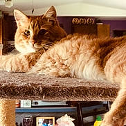 Tatey Tot joined the competition — help win amazing prizes! cabinet, carpeted_surface, cat, cat_tree, chair, curious, domestic, ears, feline, fur, home, indoor, kitchen, lounging, orange_tabby, pet, photograph, relaxed, table, whiskers