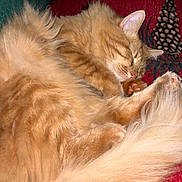 Tatey Tot joined the competition — help win amazing prizes! cat, orange_cat, sleeping, fluffy, fur, paw, tail, cozy, blanket, red_blanket, pinecone_pattern, indoor, relaxed, cute, pet, animal, domestic_cat, resting, closeup, comfort