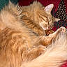 cat, orange_cat, sleeping, fluffy, fur, paw, tail, cozy, blanket, red_blanket, pinecone_pattern, indoor, relaxed, cute, pet, animal, domestic_cat, resting, closeup, comfort