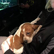 Ceasey Boy joined the competition — help win amazing prizes! puppy, dog, person, car, indoor, holding, brown, white, jacket, clothing, hand, seat, dark, blur, pet, animal, young, cute, companion, cozy