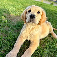 Rio a rejoint le concours — aidez-le/la à gagner de superbes lots ! golden_retriever, puppy, dog, grass, outdoor, pet, animal, cute, fur, lying_down, young, nature, sunlight, mammal, canine, playful, adorable, portrait, greenery, daytime
