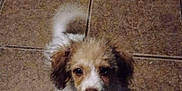 Mickey is registered to the contest to win money with this photo: adorable, animal, brown, canine, companion, cute, dog, floor, fluffy, fur, indoors, looking_up, pet, puppy, shadow, small, tail, tile, white, young