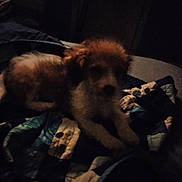 Mickey joined the competition — help win amazing prizes! dog, puppy, quilt, blanket, indoor, dark, low_light, furry, pet, lying_down, cozy, resting, animal, home, sleepy, soft, comfort, brown, white, fur