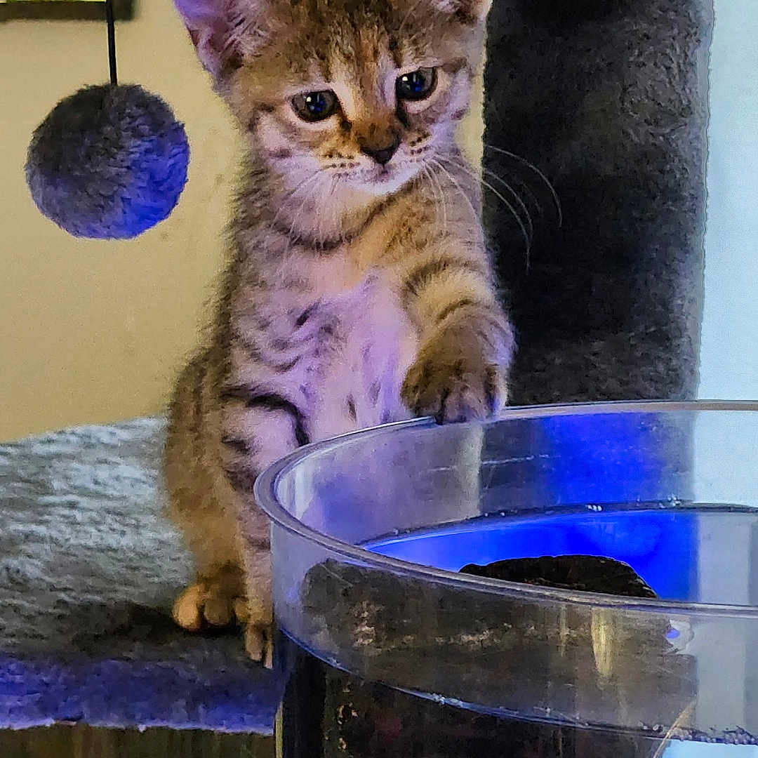 Tallulah is registered to the contest to win money with this photo: abyssinian, animal, aquarium, cat, fish, food, fruit, glass, jar, kitten, manx, pet, plant, pottery, produce, purple, sealife, sphere, vase, water