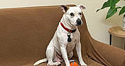 Tingo is registered to the contest to win money with this photo: dog, white_dog, collar, ball, couch, blanket, indoor, plant, side_table, brown, pet, sitting, animal, toy, furniture, wall, houseplant, domestic, cute, companion