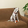 dog, white_dog, collar, ball, couch, blanket, indoor, plant, side_table, brown, pet, sitting, animal, toy, furniture, wall, houseplant, domestic, cute, companion