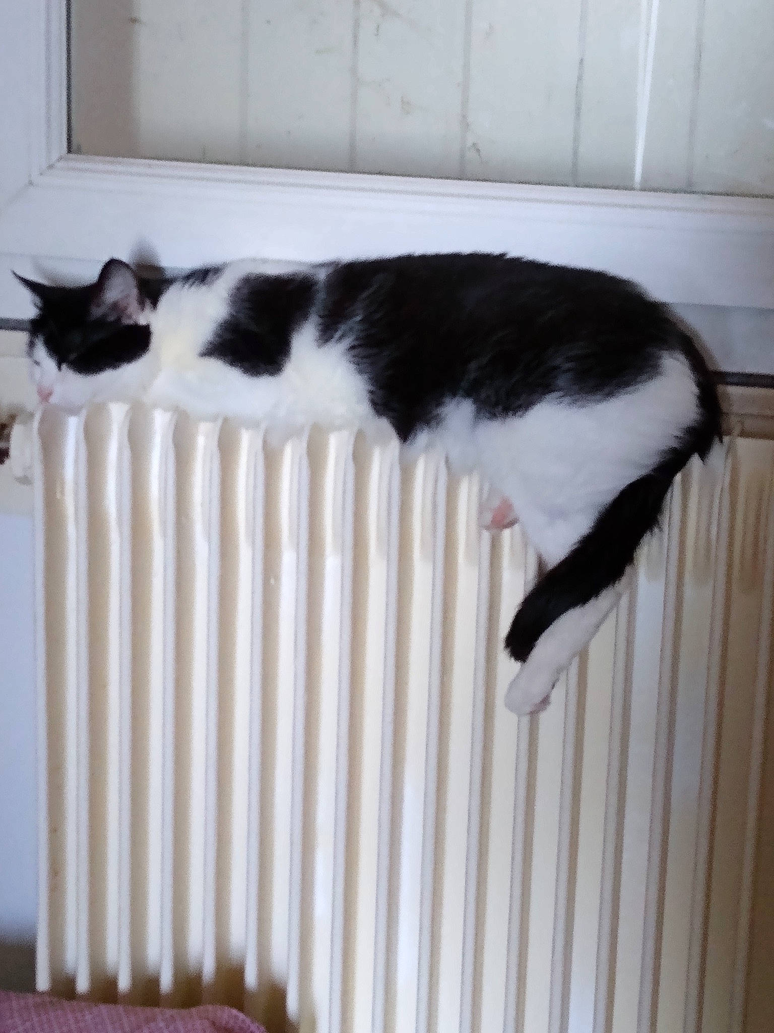 Chatoune participe au concours pour gagner de l'argent avec cette photo : canidae, carnivore, cat, cat_supply, comfort, domestic_short_haired_cat, felidae, flooring, fur, hardwood, linens, pet_supply, room, small_to_medium_sized_cats, tail, terrestrial_animal, whiskers, white, wood