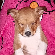 Candy participe au concours pour gagner de l'argent avec cette photo : puppy, dog, sleeping, pajamas, pink, lap, cute, pet, animal, small, fur, relaxed, indoors, cozy, white, brown, paw, ears, nose, resting