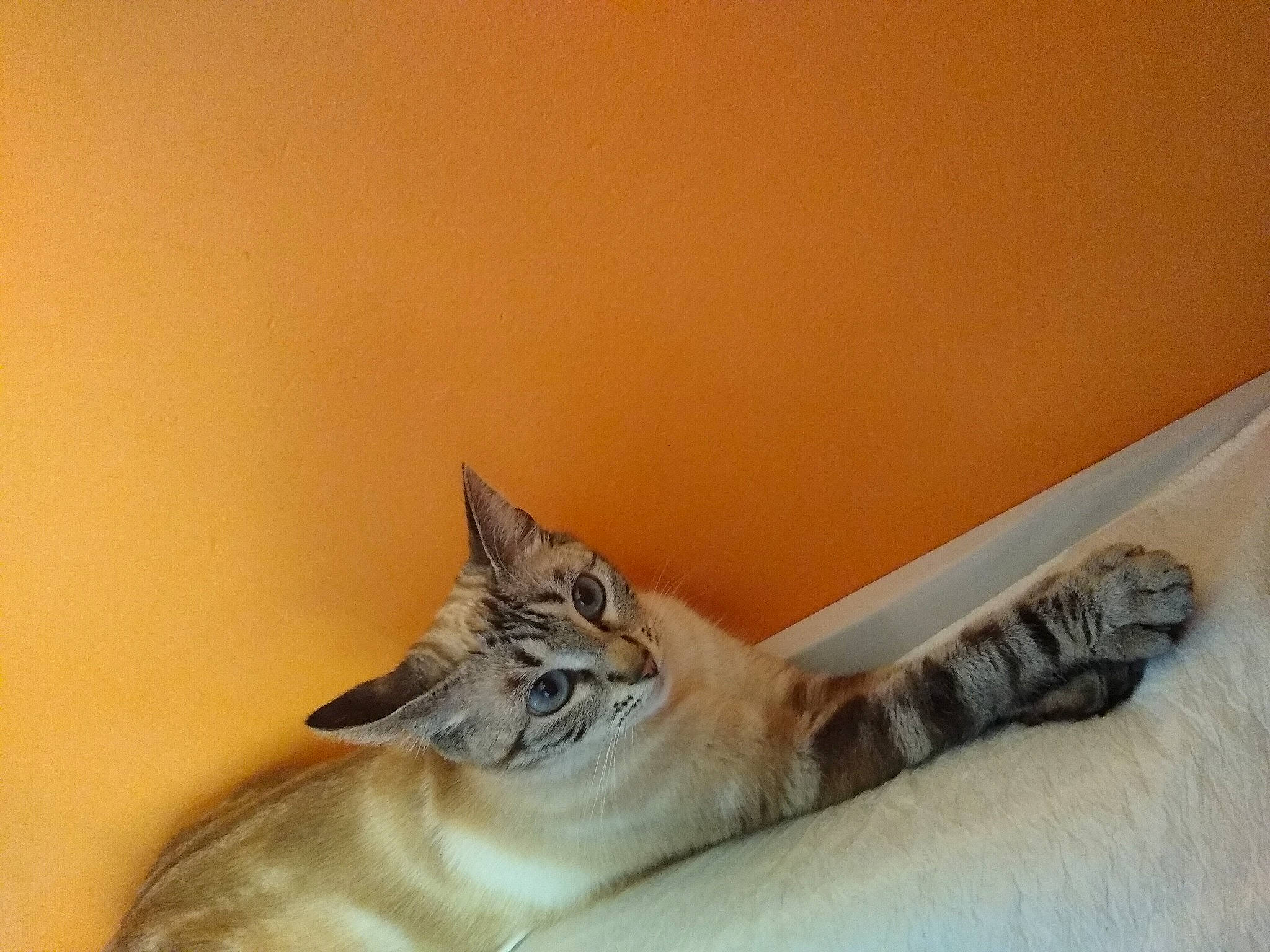 Luna participe au concours pour gagner de l'argent avec cette photo : bed, carnivore, cat, claw, comfort, domestic_short_haired_cat, fawn, felidae, flooring, foot, fur, hardwood, human_leg, paw, small_to_medium_sized_cats, snout, tail, whiskers, window, wood