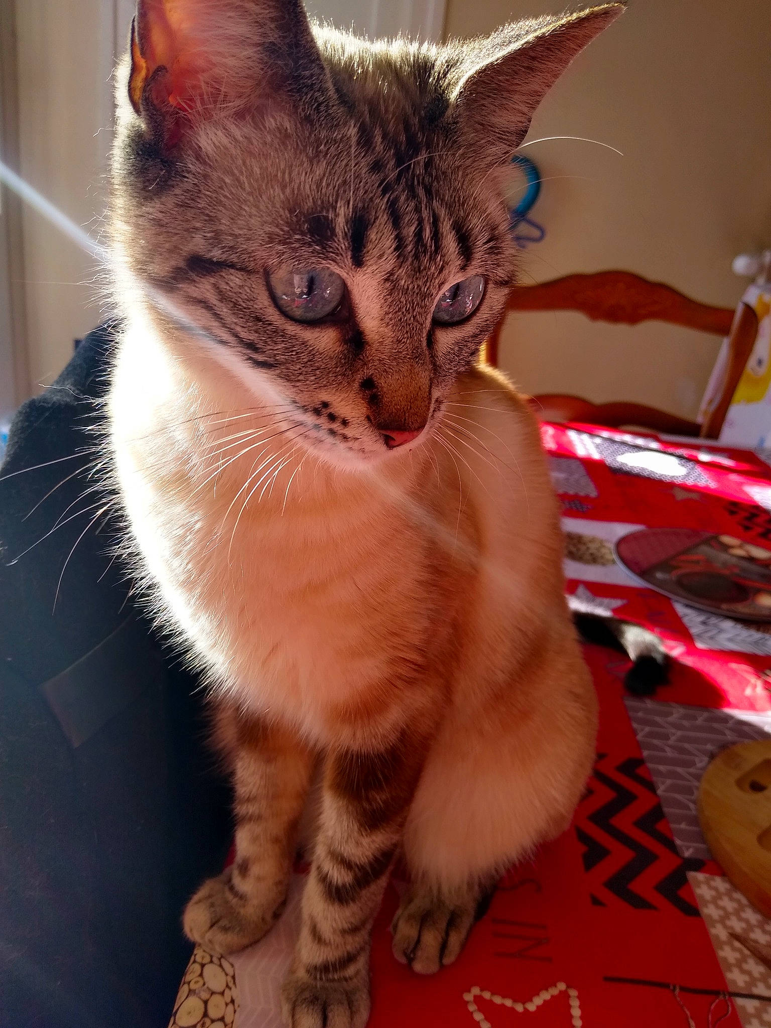 Luna participe au concours pour gagner de l'argent avec cette photo : carnivore, cat, claw, domestic_short_haired_cat, fawn, felidae, foot, fur, paw, sitting, small_to_medium_sized_cats, snout, tail, whiskers, window