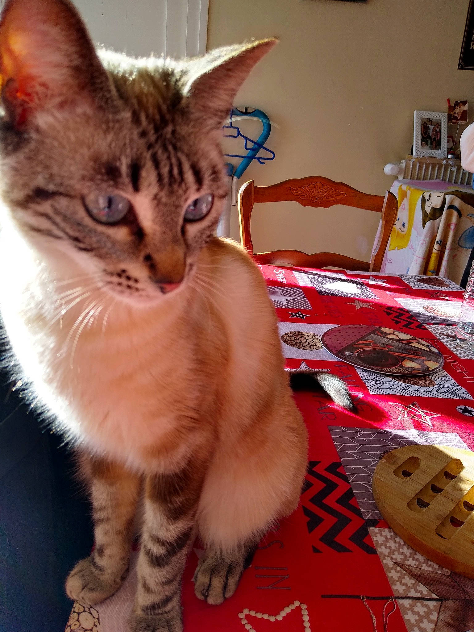 Luna a rejoint le concours — aidez-le/la à gagner de superbes lots ! carnivore, cat, chair, claw, domestic_short_haired_cat, fawn, felidae, fur, lamp, paw, picture_frame, small_to_medium_sized_cats, snout, tail, terrestrial_animal, whiskers, window