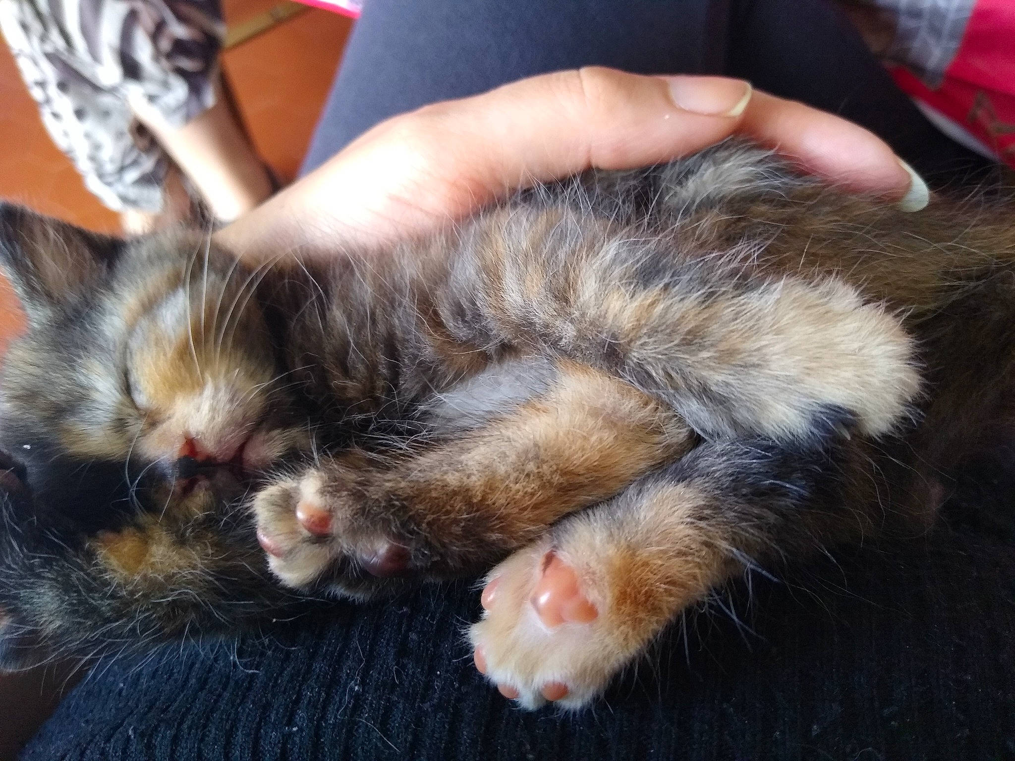 Baghera participe au concours pour gagner de l'argent avec cette photo : carnivore, cat, claw, comfort, domestic_short_haired_cat, felidae, foot, fur, human_leg, lap, nail, nap, paw, sleep, small_to_medium_sized_cats, tail, whiskers