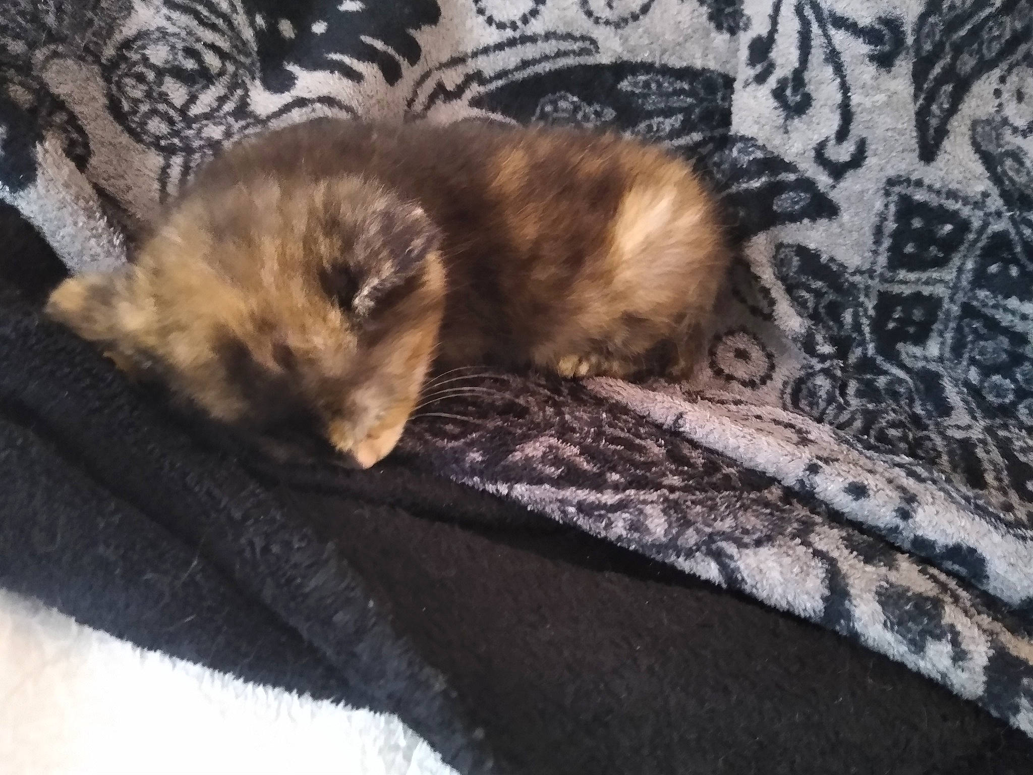 Baghera participe au concours pour gagner de l'argent avec cette photo : bedding, carnivore, cat, claw, cloud, comfort, domestic_short_haired_cat, fawn, felidae, fur, grey, linens, nap, paw, small_to_medium_sized_cats, snout, tail, terrestrial_animal, whiskers, wood