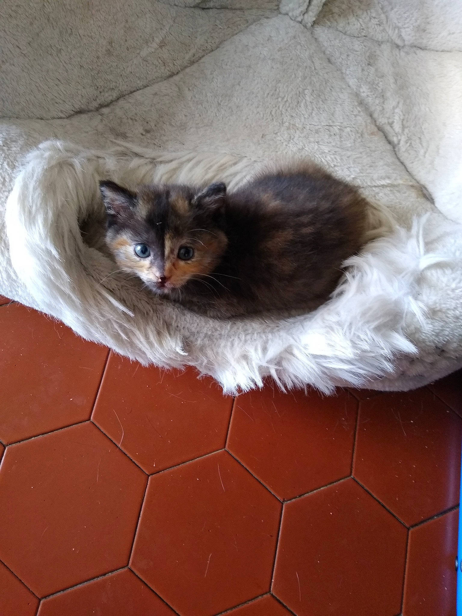 Baghera a rejoint le concours — aidez-le/la à gagner de superbes lots ! canidae, carnivore, cat, claw, dog_breed, domestic_short_haired_cat, fawn, felidae, flooring, fur, grey, pattern, paw, small_to_medium_sized_cats, snout, tail, terrestrial_animal, whiskers, window, wood