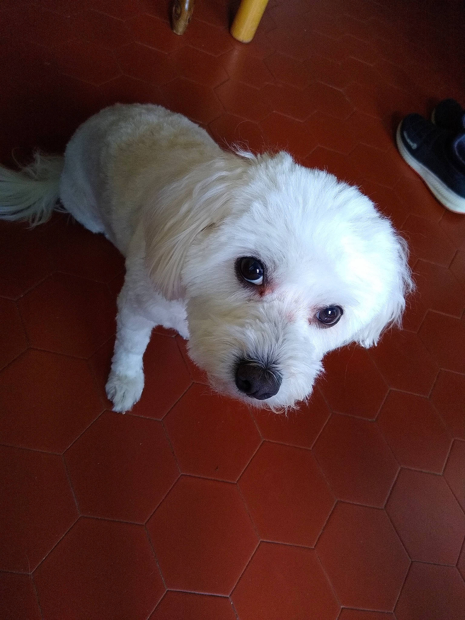 Iris participe au concours pour gagner de l'argent avec cette photo : canidae, carnivore, cockapoo, companion_dog, dog, dog_breed, eye, flooring, fur, goldendoodle, hardwood, labradoodle, poodle_crossbreed, puppy_love, shih_poo, small_terrier, snout, sporting_group, terrier, toy_dog