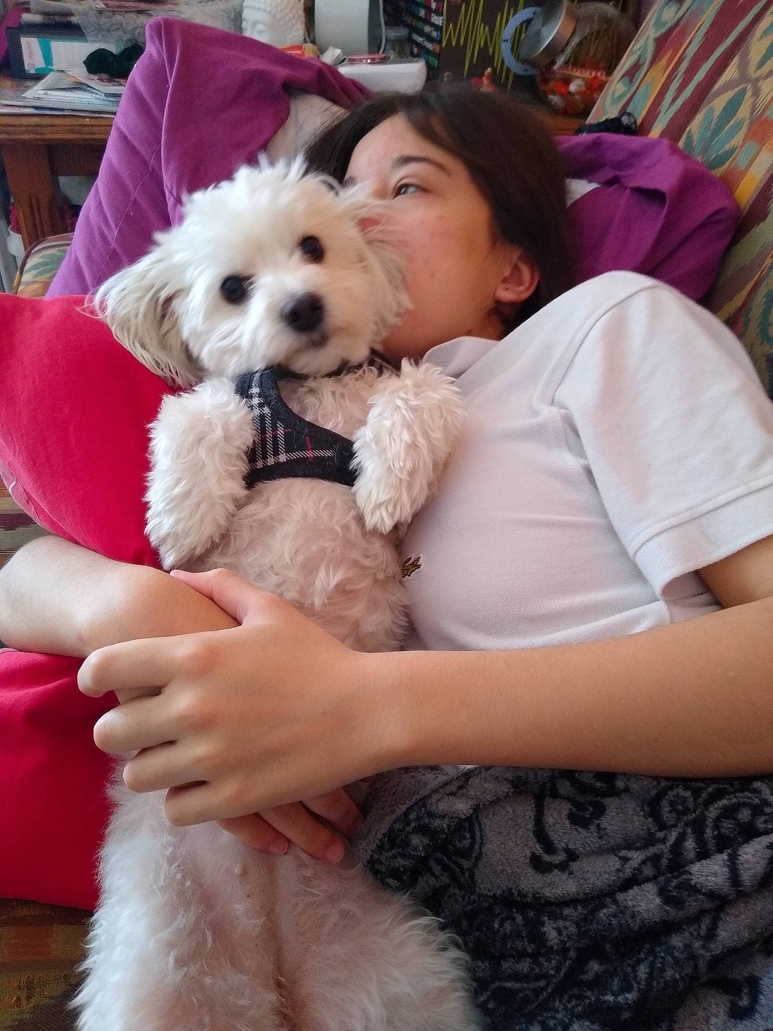 Iris participe au concours pour gagner de l'argent avec cette photo : carnivore, chair, companion_dog, dog, dog_breed, dog_clothes, dog_collar, dog_supply, fawn, fur, hair, happy, labradoodle, maltepoo, poodle, puppy_love, sitting, small_terrier, terrier, toy_dog