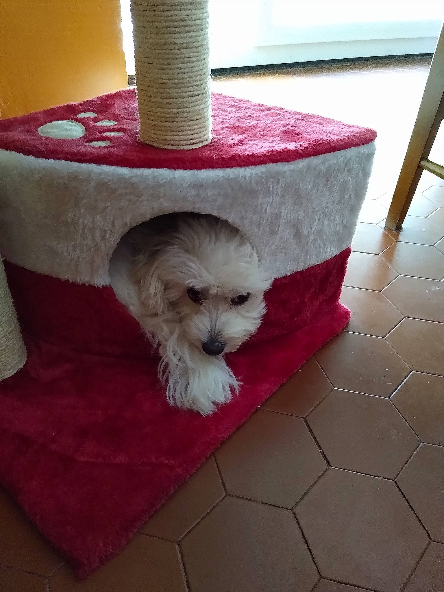 Iris participe au concours pour gagner de l'argent avec cette photo : carnivore, chair, companion_dog, cone, costume_hat, couch, dog, dog_breed, dog_supply, flooring, fur, hat, lamp, pet_supply, pillow, small_terrier, terrier, throw_pillow, toy_dog, working_animal