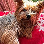 Perle participe au concours pour gagner de l'argent avec cette photo : affenpinscher, animal, canine, cockerspaniel, couch, cushion, dog, flower, furniture, geranium, grass, homedecor, linen, pet, plant, poodle, pottedplant, puppy, terrier, whitedog