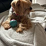 Perle participe au concours pour gagner de l'argent avec cette photo : animal, bed, bedroom, blanket, canine, cockerspaniel, couch, cushion, dog, furniture, homedecor, hound, indoors, linen, pet, puppy, quilt, room, sphere, terrier