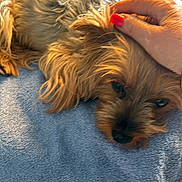 Perle a rejoint le concours — aidez-le/la à gagner de superbes lots ! affenpinscher, animal, blanket, bodypart, canine, cockerspaniel, couch, dog, finger, furniture, hand, homedecor, hound, linen, person, pet, poodle, puppy, terrier, towel