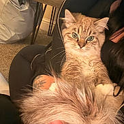 Jinx is registered to the contest to win money with this photo: cat, fluffy, blue_eyes, pet, indoor, person, hand, black_jacket, fur_hood, tail, carpet, tattoo, cozy, furry, animal, cute, relaxed, holding, home, comfort