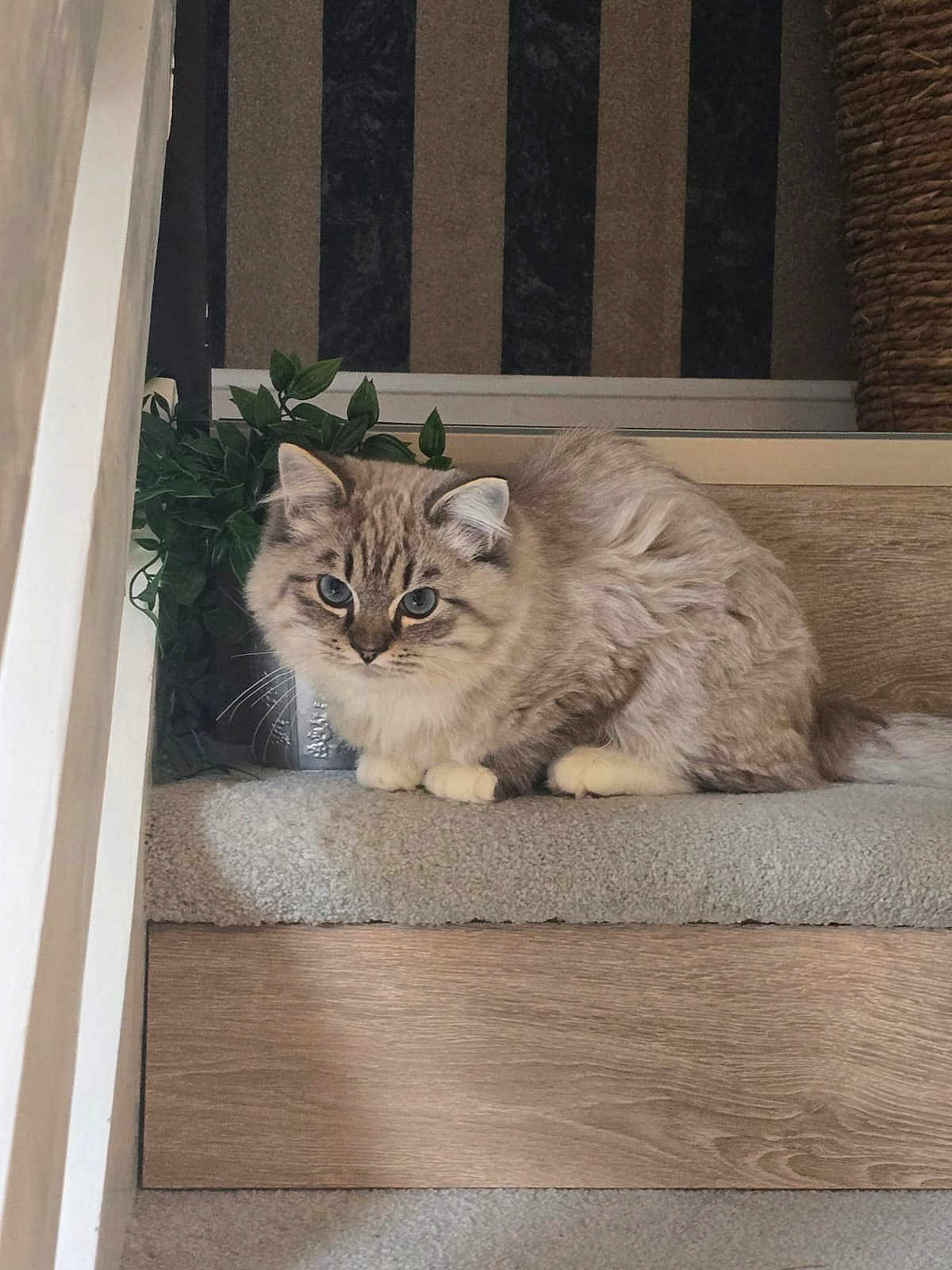 Jinx is registered to the contest to win money with this photo: cat, fluffy, stair, carpet, plant, indoor, striped_wallpaper, wood, feline, pet, curious, animal, domestic, cute, whiskers, paws, tail, resting, home, cozy