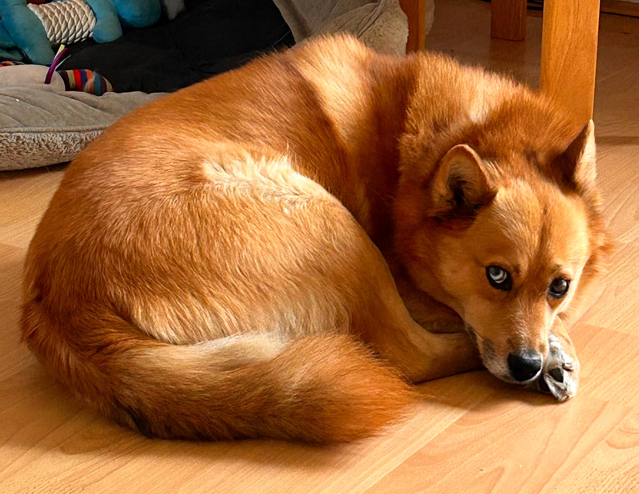 Spikie is registered to the contest to win money with this photo: ancient_dog_breeds, canidae, carnivore, comfort, companion_dog, dog, dog_breed, dog_supply, fawn, flooring, fur, german_spitz_mittel, snout, spitz, sporting_group, tail, terrestrial_animal, whiskers, wood, working_animal