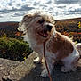 dog, leash, outdoor, nature, autumn, fall_foliage, cloudy_sky, stone_ledge, fluffy, happy, pet, canine, landscape, scenic, sunlight, park, animal, mammal, fur, daytime