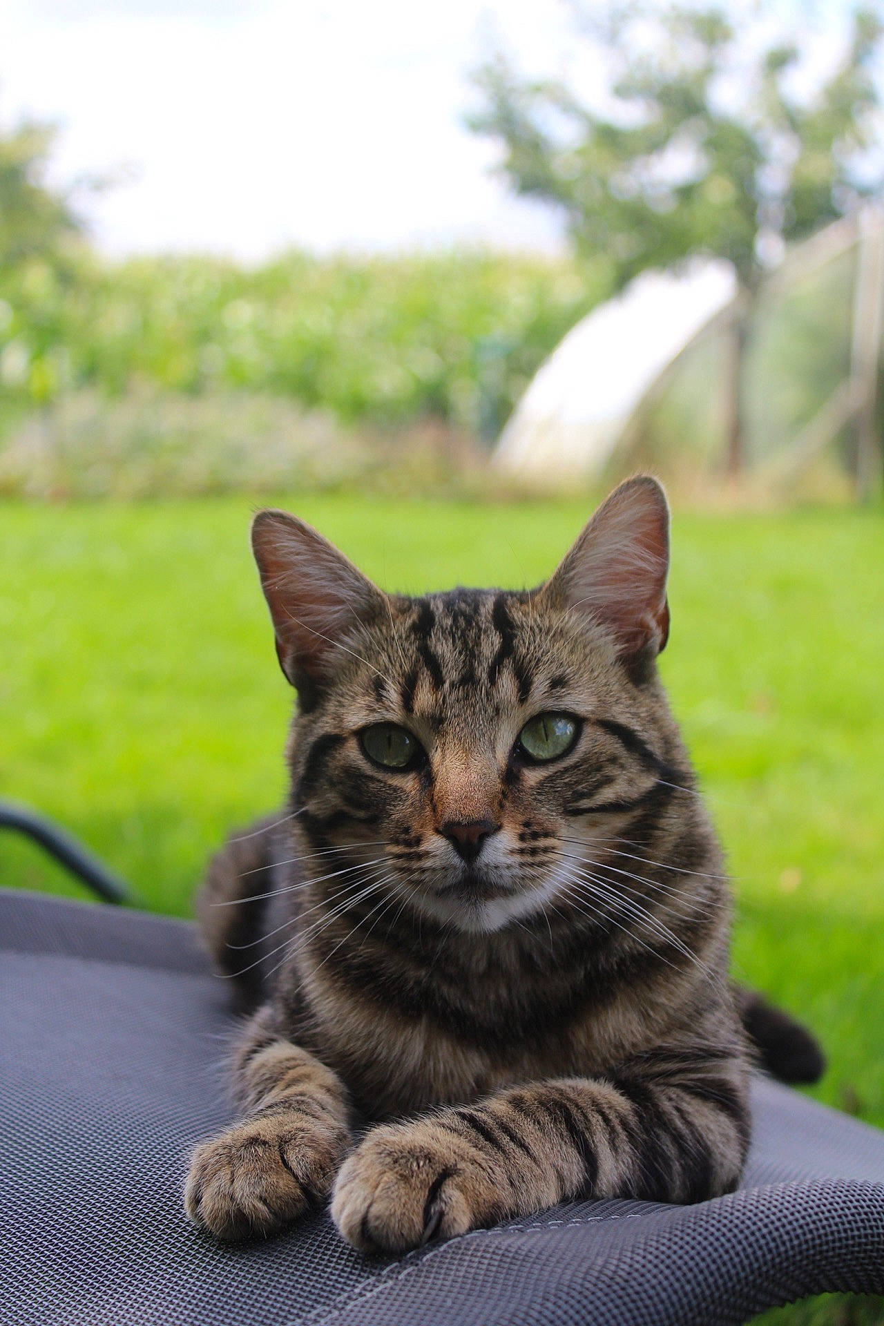 Chat-chat participe au concours pour gagner de l'argent avec cette photo : aegean_cat, american_shorthair, asian, bengal, carnivore, cat, domestic_short_haired_cat, dragon_li, european_shorthair, felidae, grass, kitten, mammal, small_to_medium_sized_cats, snout, tabby_cat, toyger, vertebrate, whiskers, wild_cat