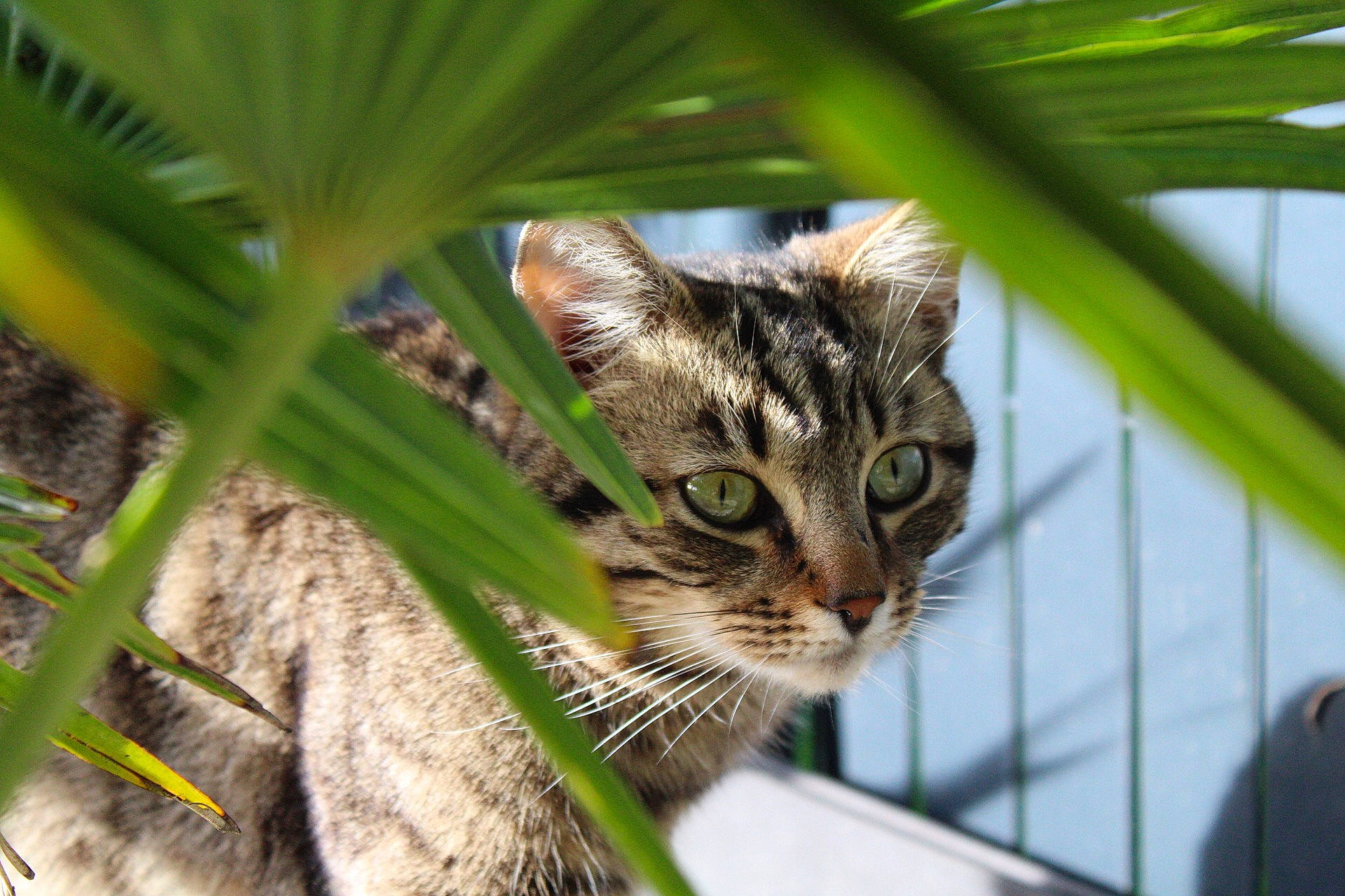 Chat-chat participe au concours pour gagner de l'argent avec cette photo : aegean_cat, carnivore, cat, close_up, domestic_short_haired_cat, dragon_li, european_shorthair, eye, felidae, grass, grass_family, green, leaf, organism, plant, small_to_medium_sized_cats, tabby_cat, toyger, tree, whiskers