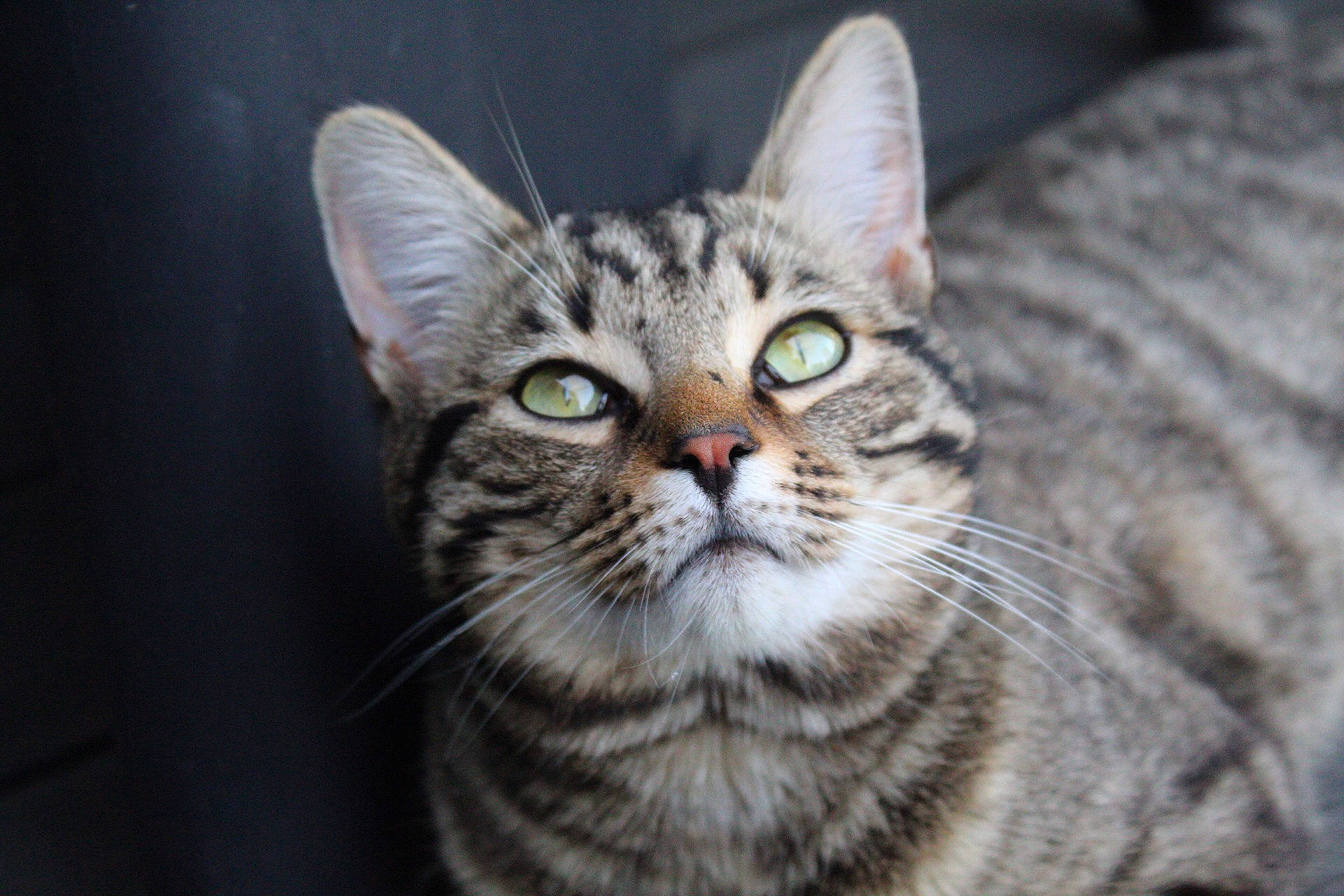 Chat-chat a rejoint le concours — aidez-le/la à gagner de superbes lots ! aegean_cat, american_shorthair, american_wirehair, asian, australian_mist, california_spangled, carnivore, cat, domestic_short_haired_cat, dragon_li, egyptian_mau, european_shorthair, felidae, mammal, ocicat, small_to_medium_sized_cats, snout, tabby_cat, vertebrate, whiskers