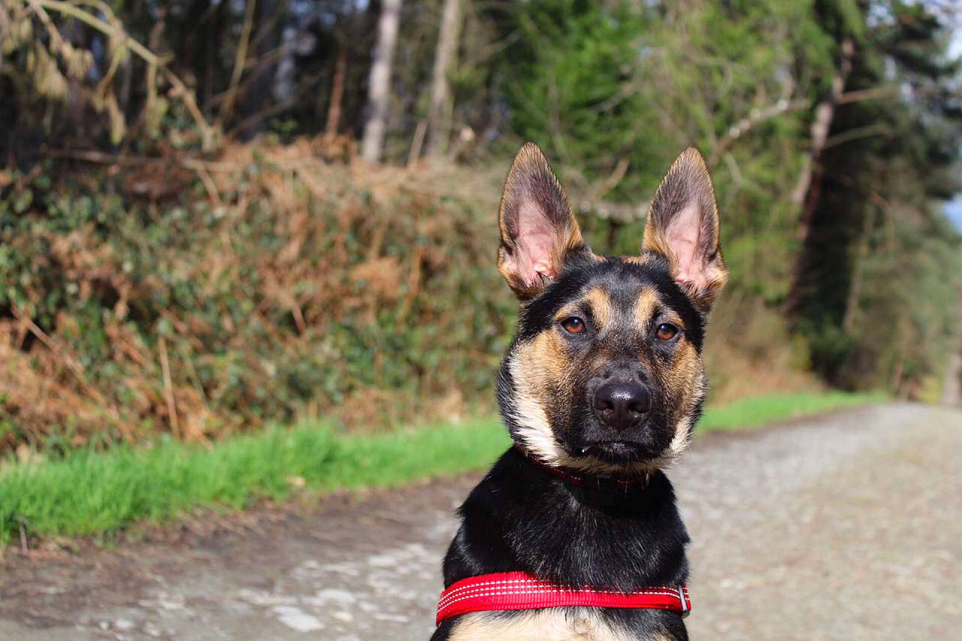 Laska a rejoint le concours — aidez-le/la à gagner de superbes lots ! canidae, carnivore, dog, dog_breed, ear, east_european_shepherd, fawn, german_shepherd_dog, king_shepherd, kunming_wolfdog, mammal, old_german_shepherd_dog, police_dog, rare_breed_dog, shiloh_shepherd_dog, snout, tree, vertebrate, wildlife, working_dog